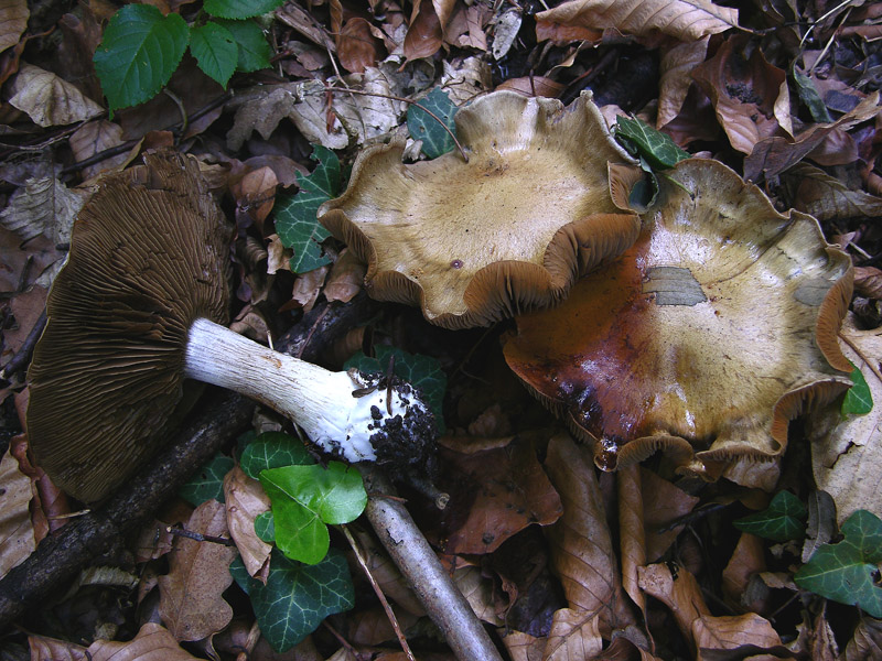 Cortinarius infractus del 08 maggio...furbetto!